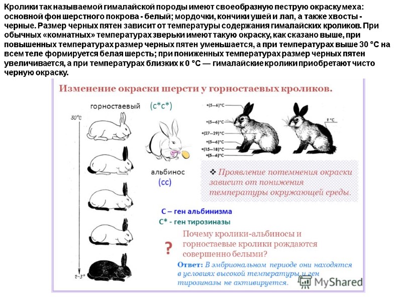 Кролики так называемой гималайской породы имеют своеобразную пеструю окраску меха: основной фон шерстного покрова